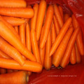 A Grade Chinese Fresh Carrot à venda